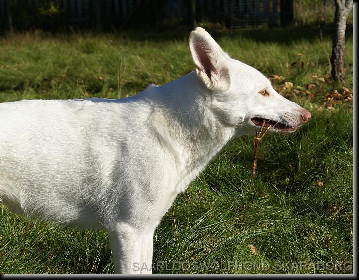 You have reached the last slide